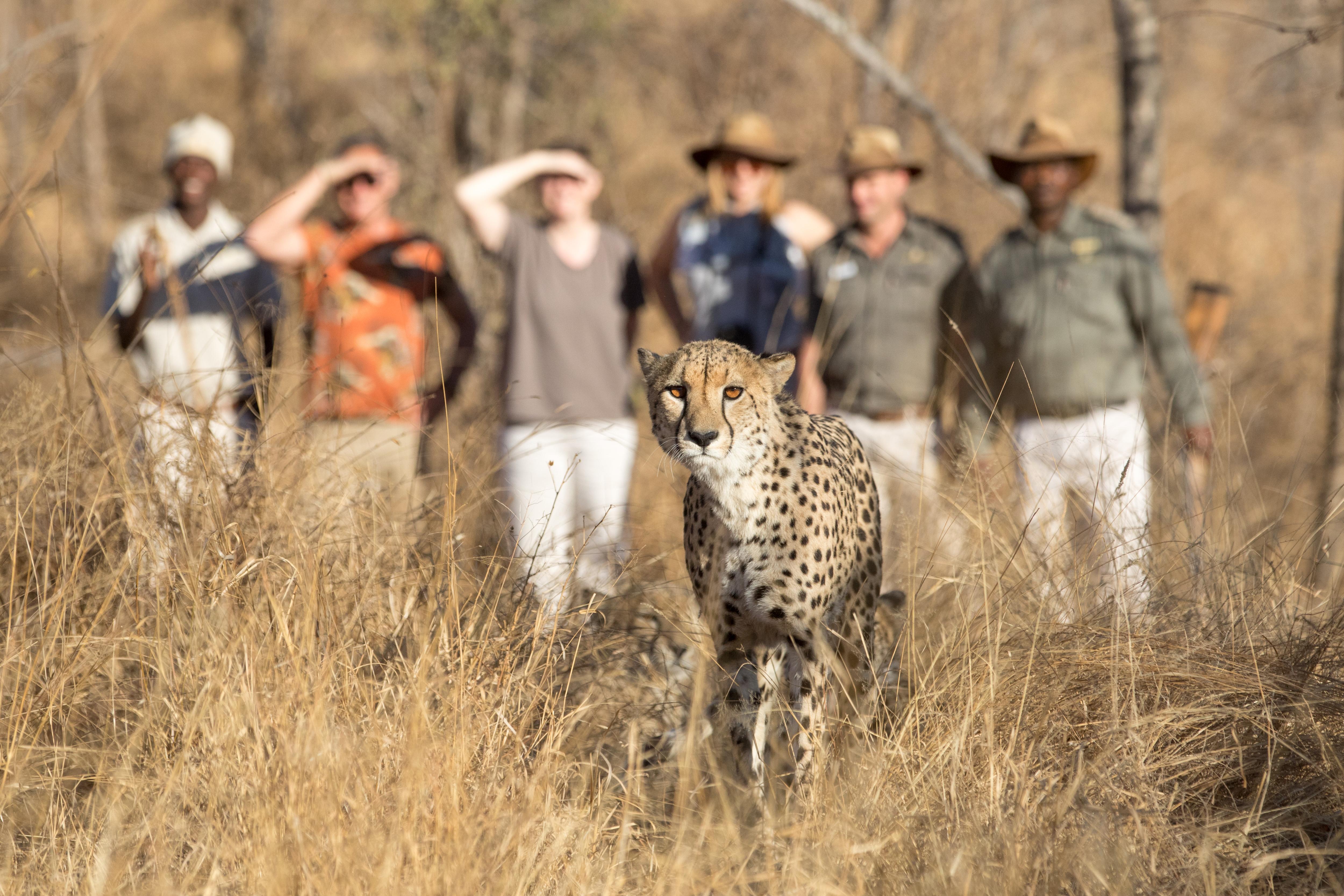 Karongwe Portfolio- Shiduli Private Game Lodge Karongwe Game Reserve Dış mekan fotoğraf