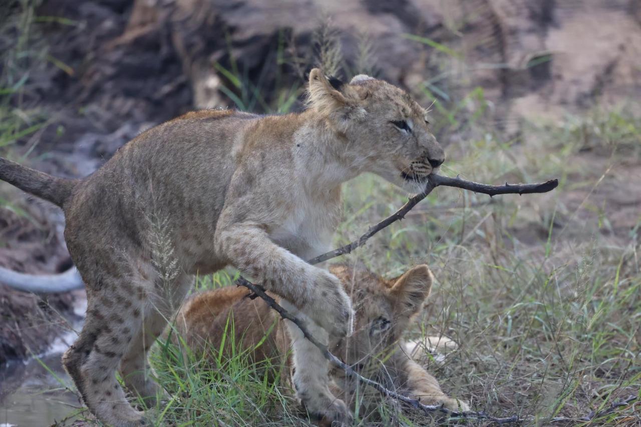 Karongwe Portfolio- Shiduli Private Game Lodge Karongwe Game Reserve Dış mekan fotoğraf