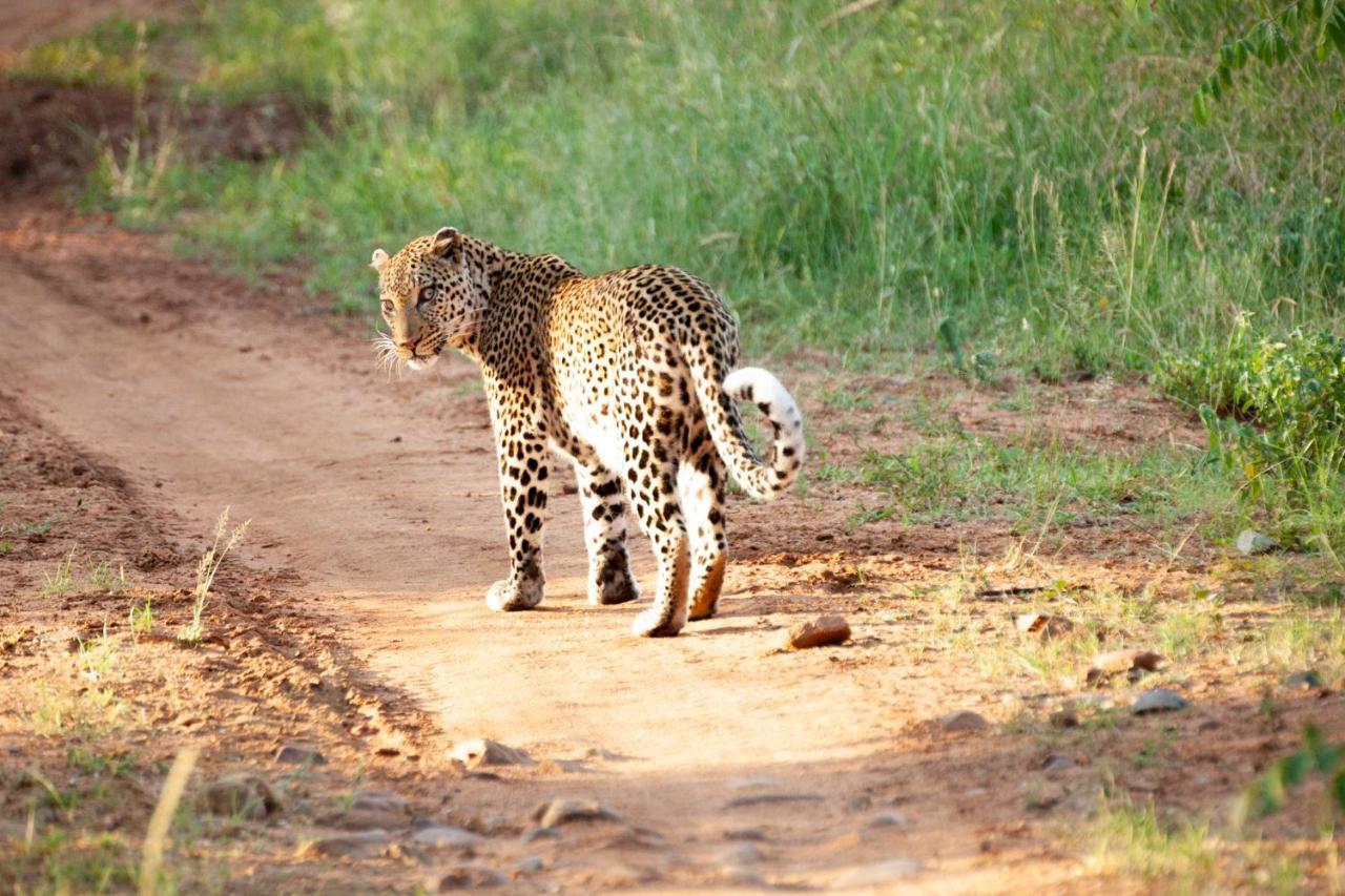 Karongwe Portfolio- Shiduli Private Game Lodge Karongwe Game Reserve Dış mekan fotoğraf