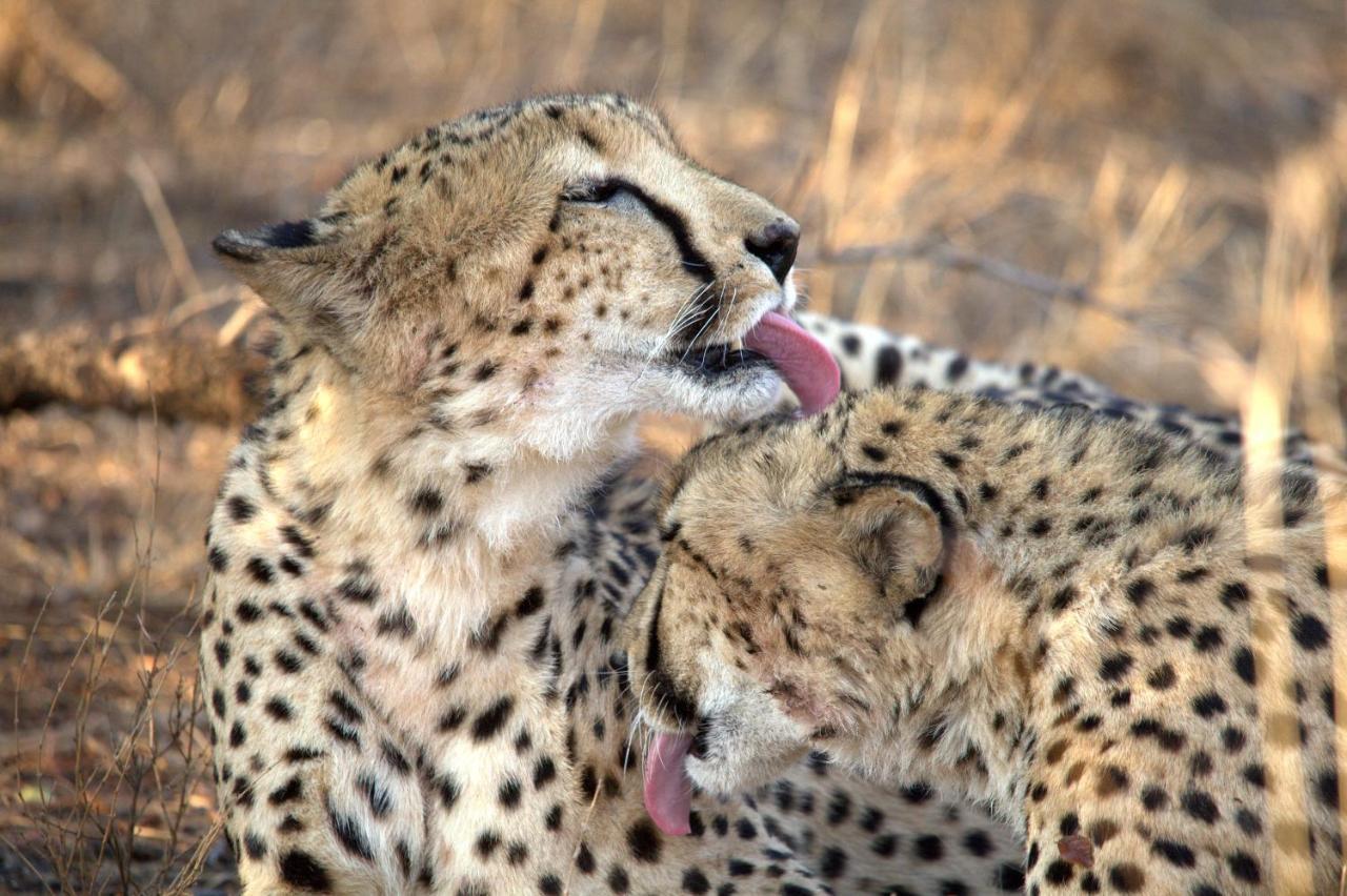 Karongwe Portfolio- Shiduli Private Game Lodge Karongwe Game Reserve Dış mekan fotoğraf