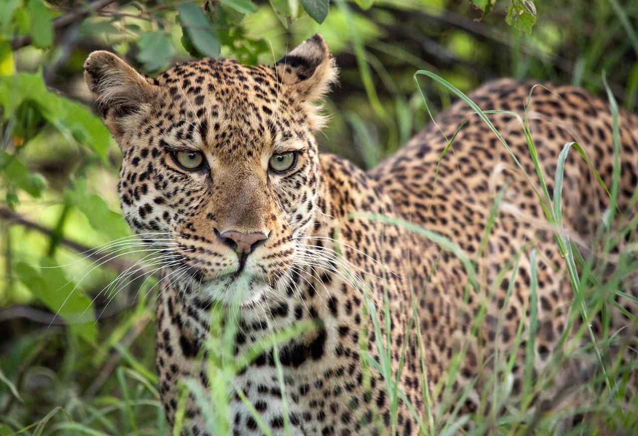 Karongwe Portfolio- Shiduli Private Game Lodge Karongwe Game Reserve Dış mekan fotoğraf