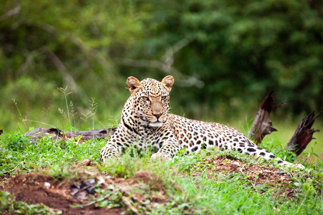 Karongwe Portfolio- Shiduli Private Game Lodge Karongwe Game Reserve Dış mekan fotoğraf