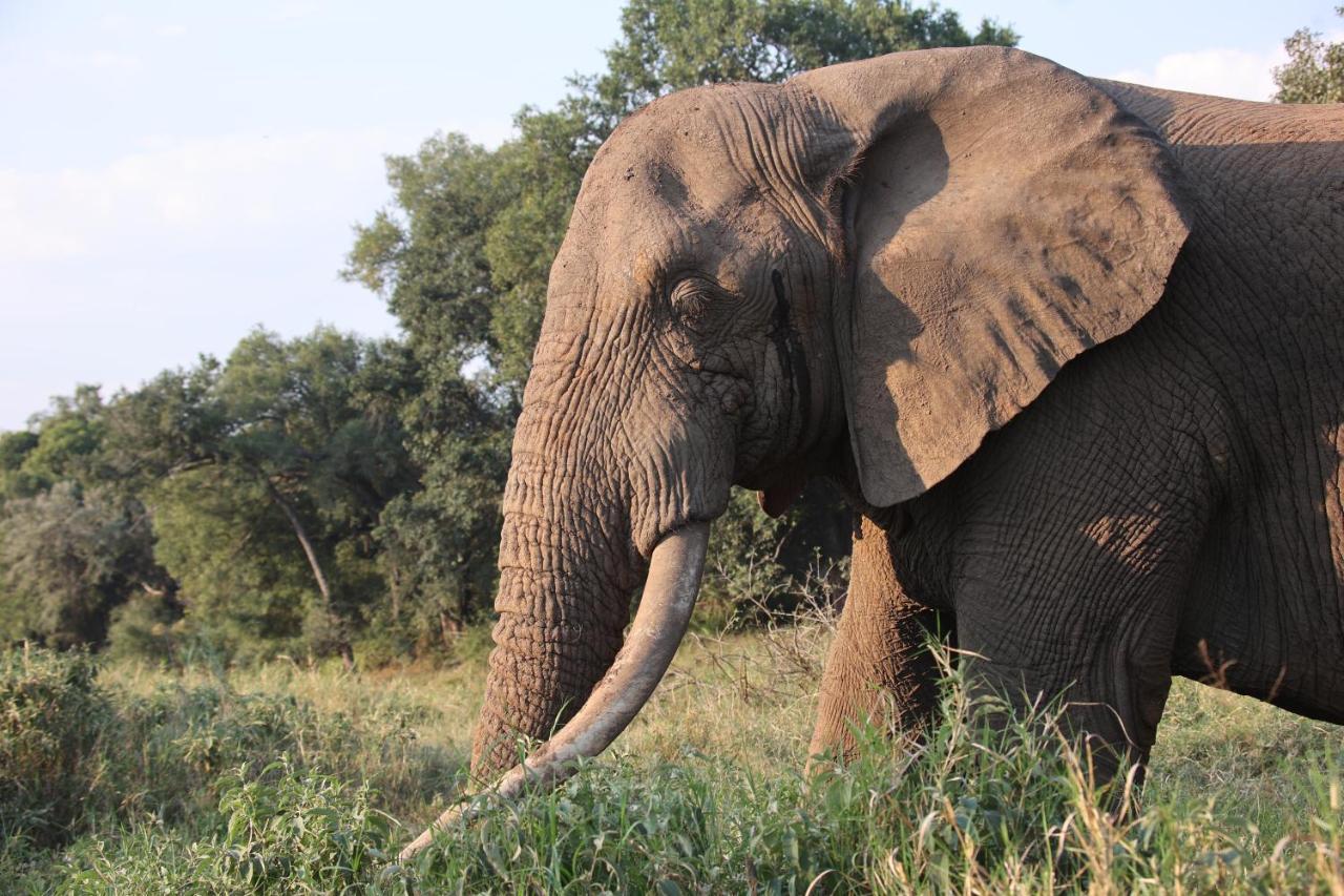 Karongwe Portfolio- Shiduli Private Game Lodge Karongwe Game Reserve Dış mekan fotoğraf