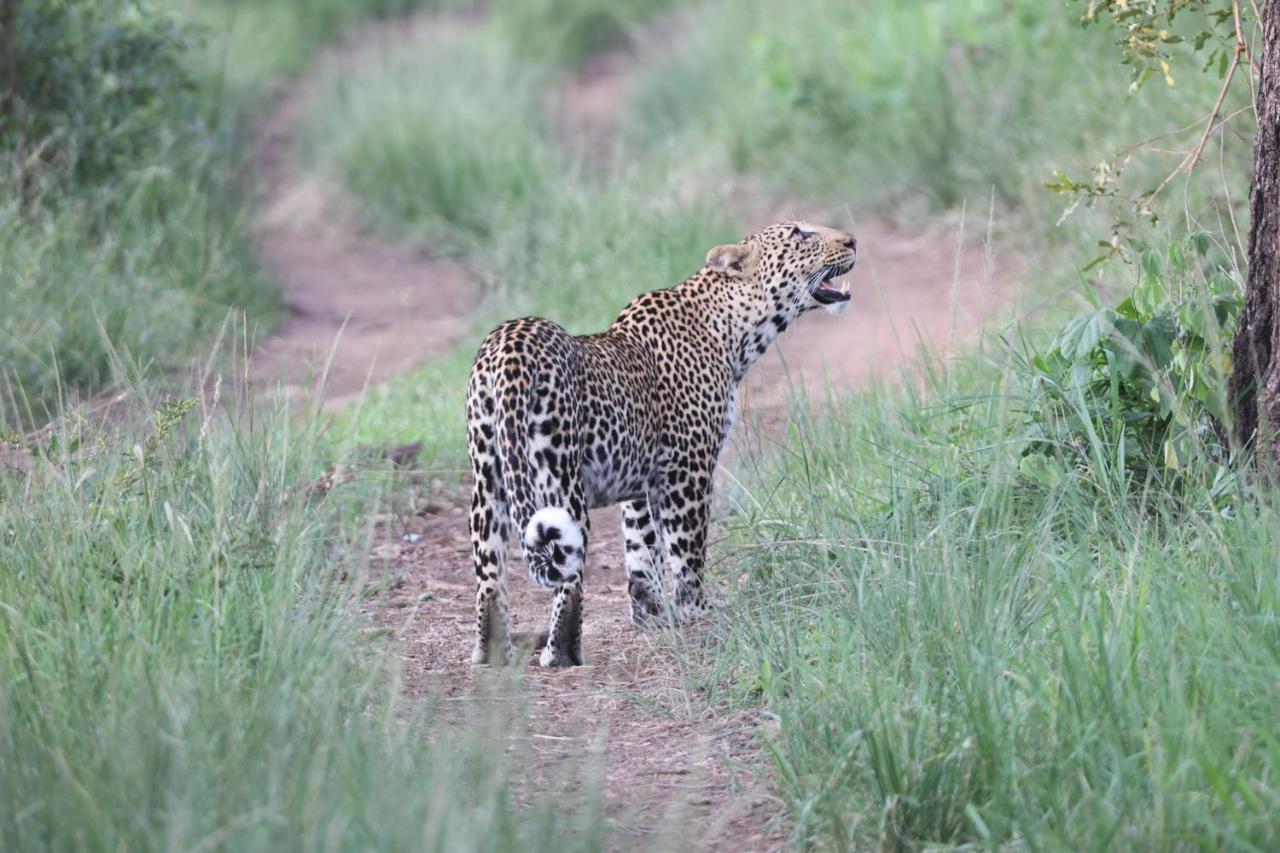 Karongwe Portfolio- Shiduli Private Game Lodge Karongwe Game Reserve Dış mekan fotoğraf