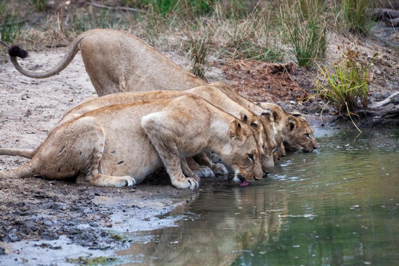 Karongwe Portfolio- Shiduli Private Game Lodge Karongwe Game Reserve Dış mekan fotoğraf