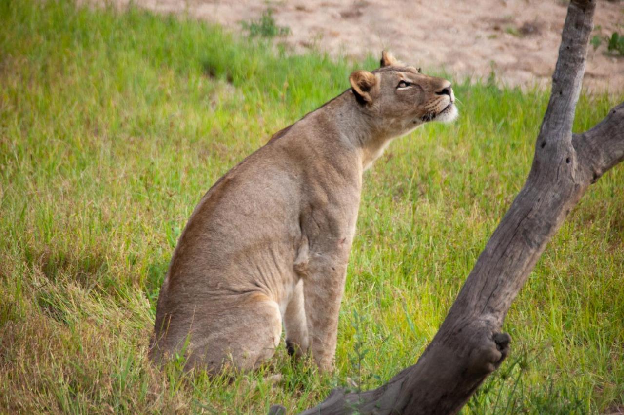 Karongwe Portfolio- Shiduli Private Game Lodge Karongwe Game Reserve Dış mekan fotoğraf