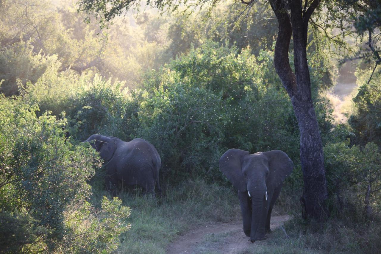 Karongwe Portfolio- Shiduli Private Game Lodge Karongwe Game Reserve Dış mekan fotoğraf