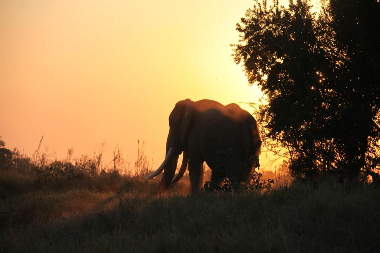 Karongwe Portfolio- Shiduli Private Game Lodge Karongwe Game Reserve Dış mekan fotoğraf