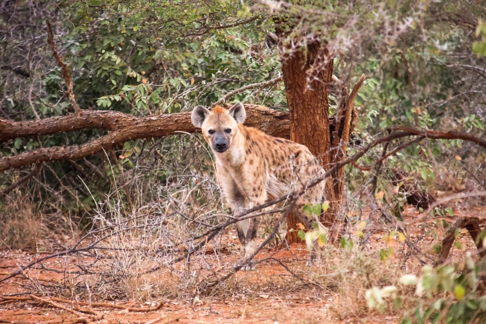 Karongwe Portfolio- Shiduli Private Game Lodge Karongwe Game Reserve Dış mekan fotoğraf