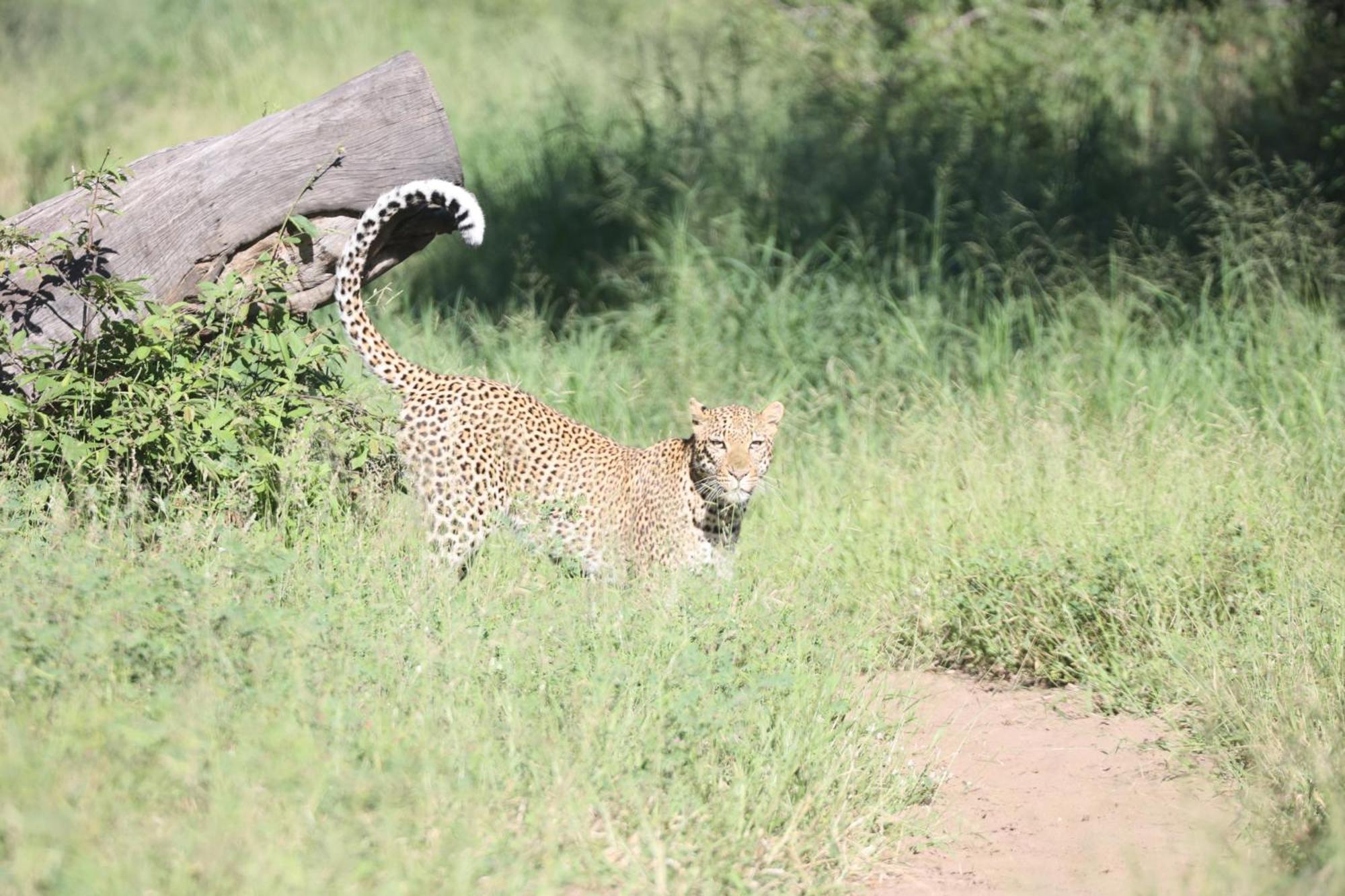 Karongwe Portfolio- Shiduli Private Game Lodge Karongwe Game Reserve Dış mekan fotoğraf