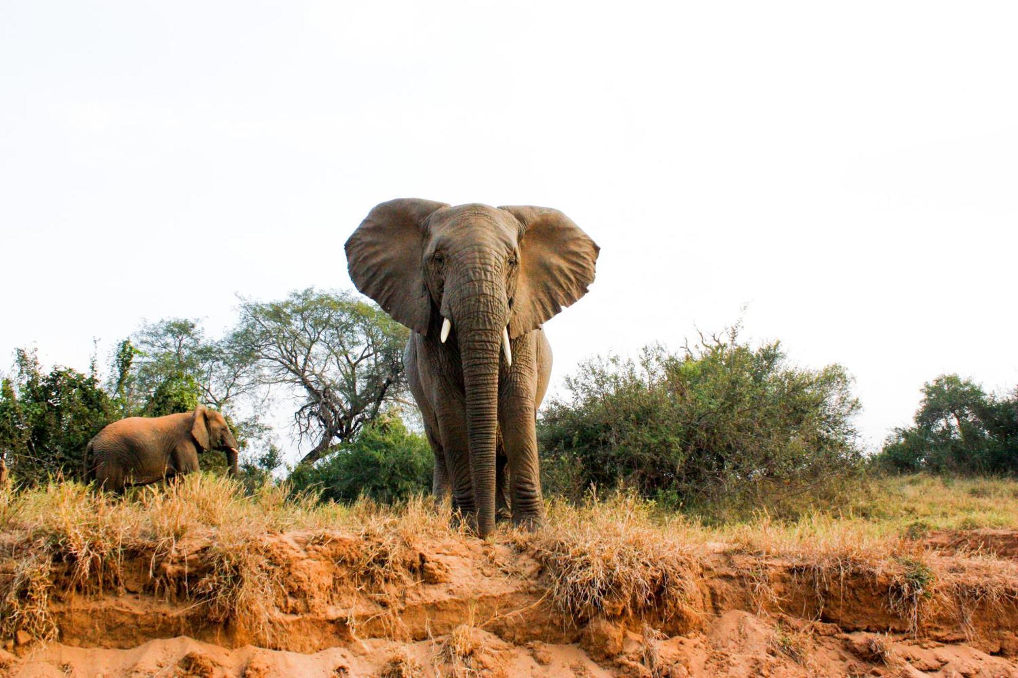 Karongwe Portfolio- Shiduli Private Game Lodge Karongwe Game Reserve Dış mekan fotoğraf