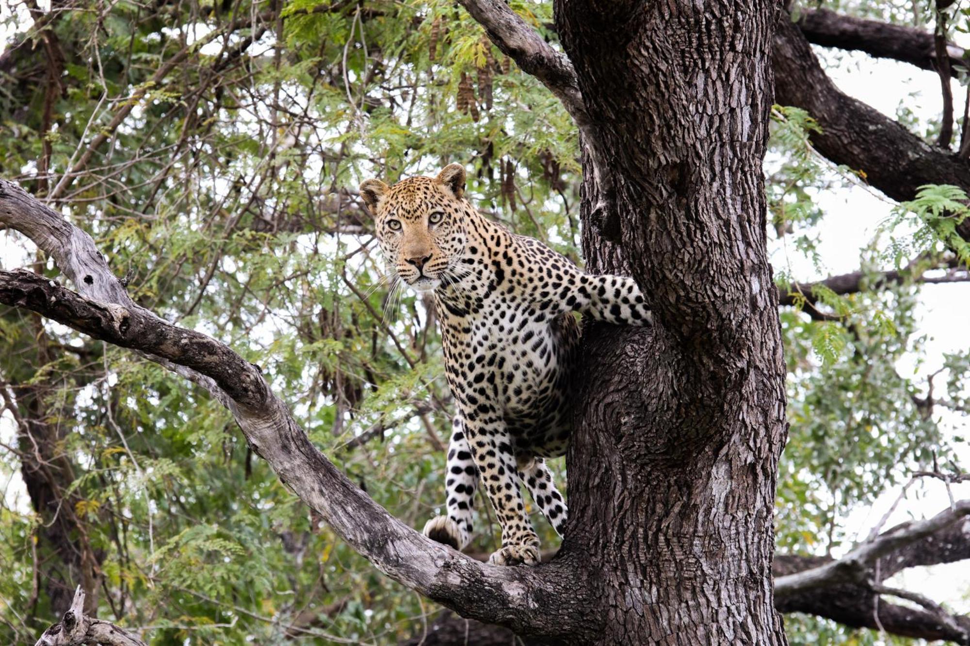 Karongwe Portfolio- Shiduli Private Game Lodge Karongwe Game Reserve Dış mekan fotoğraf