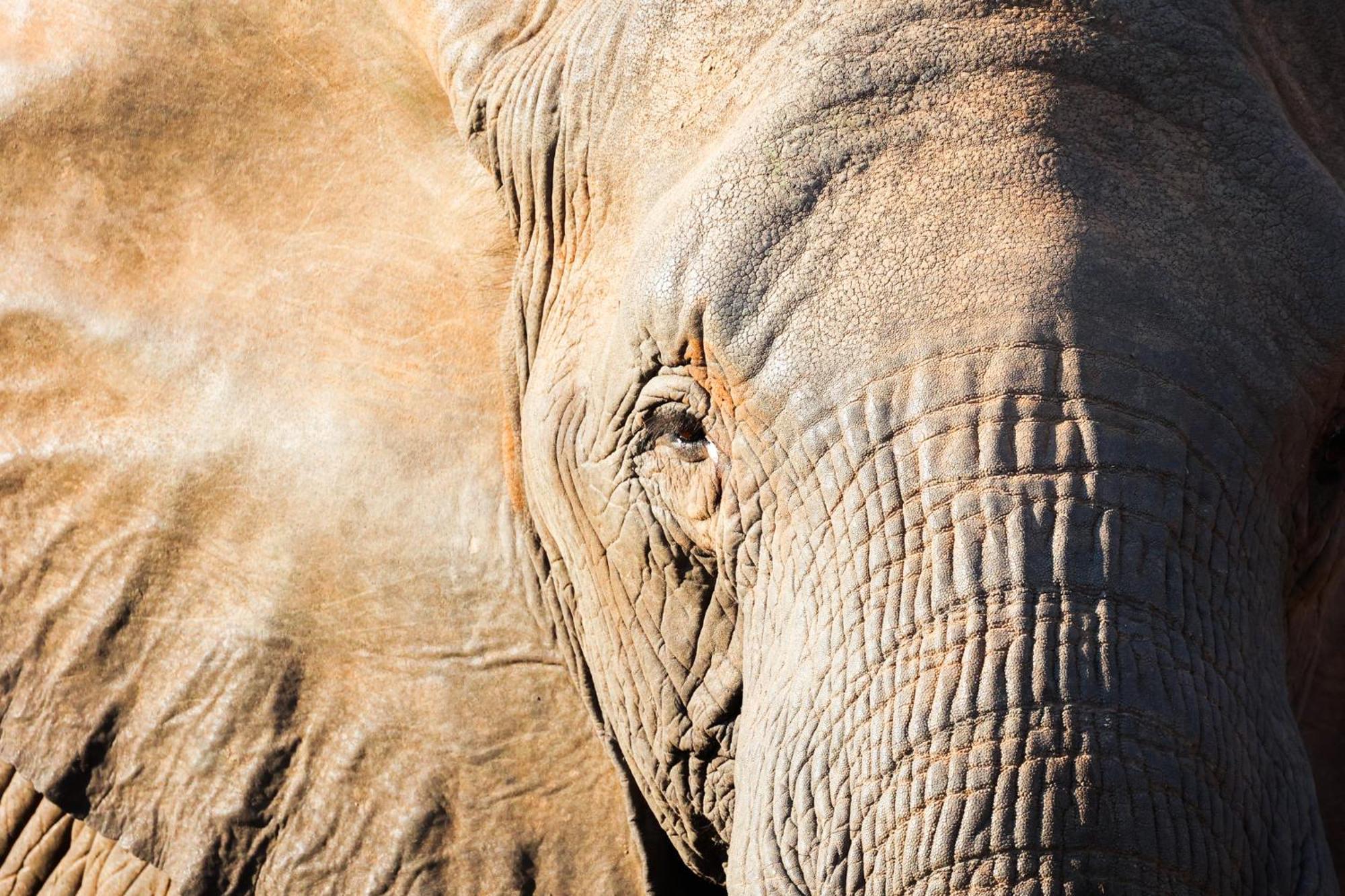 Karongwe Portfolio- Shiduli Private Game Lodge Karongwe Game Reserve Dış mekan fotoğraf